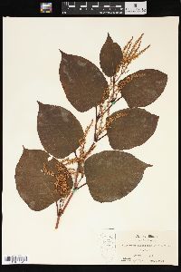 Reynoutria japonica image