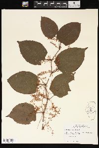 Reynoutria japonica image