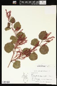 Reynoutria japonica image