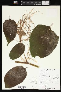 Reynoutria japonica image