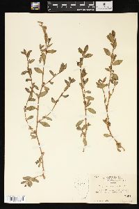 Polygonum erectum image