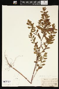 Polygonum erectum image