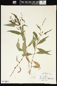 Persicaria hydropiper image