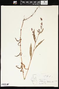 Persicaria hydropiper image