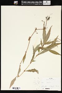 Persicaria hydropiper image