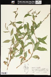 Persicaria hydropiper image