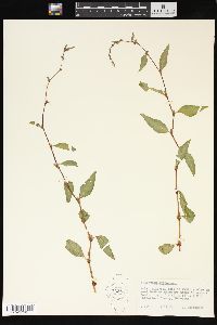Persicaria hydropiper image