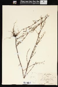 Polygonum ramosissimum image