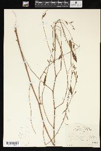 Polygonum ramosissimum image