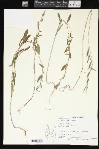 Polygonum ramosissimum image