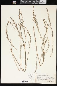 Polygonum ramosissimum image