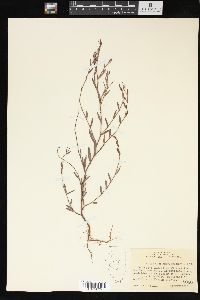 Polygonum ramosissimum image