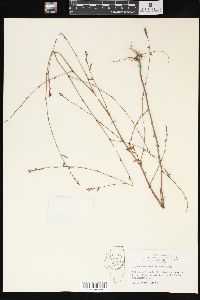 Polygonum ramosissimum image