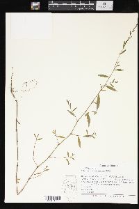 Polygonum ramosissimum image