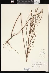 Polygonum ramosissimum image