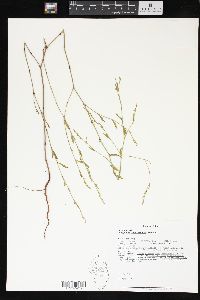 Polygonum ramosissimum image