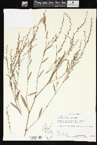 Polygonum ramosissimum image