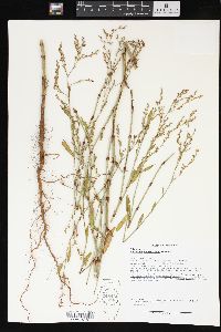 Polygonum ramosissimum image