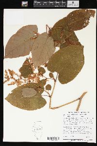 Polygonum sachalinense image