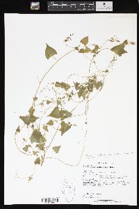 Fallopia scandens var. cristatum image