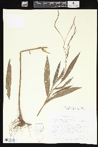 Polygonum setaceum image