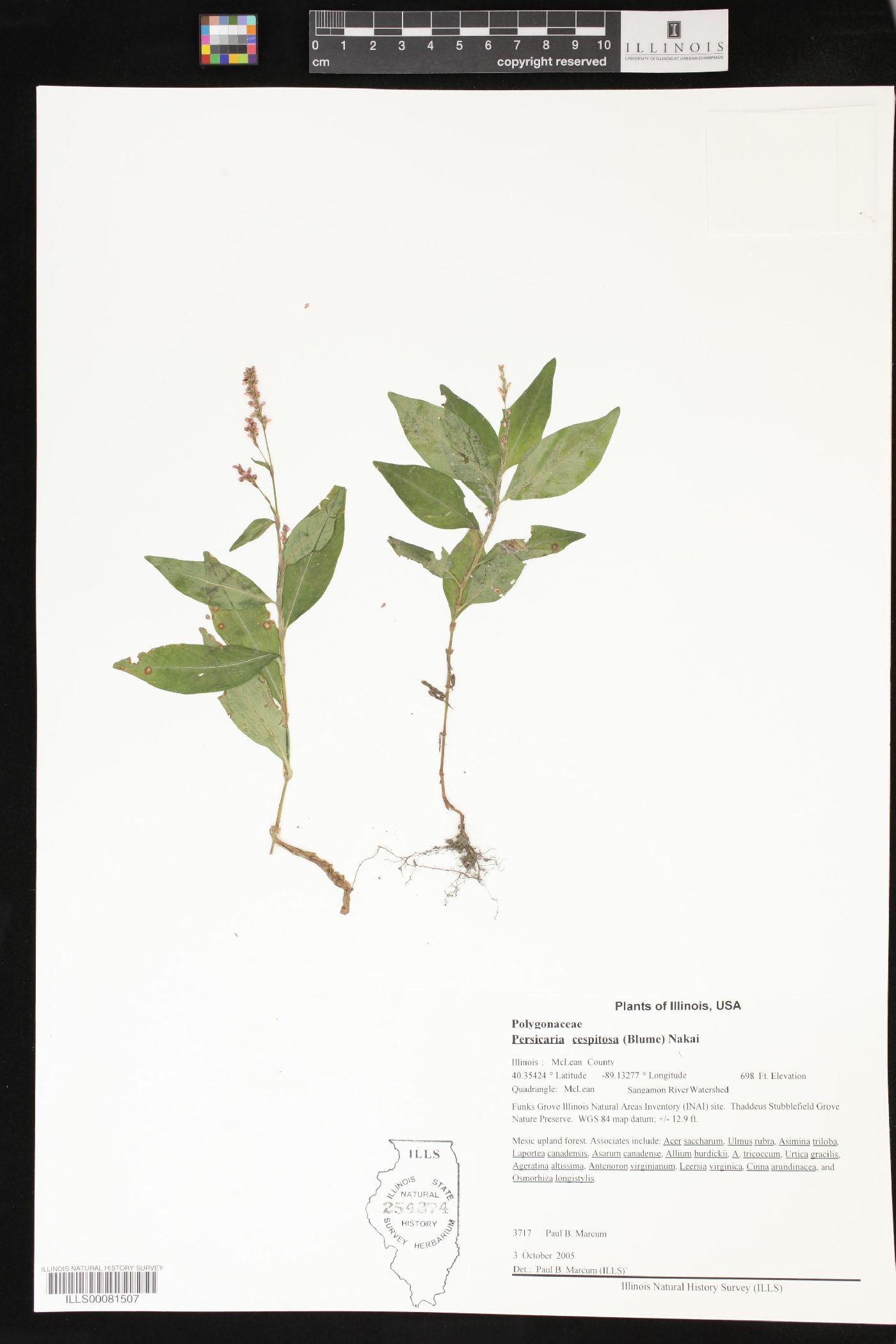 Persicaria posumbu subsp. posumbu image