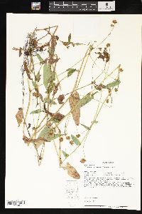 Tracaulon sagittatum image