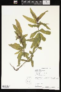 Veronica catenata image