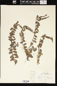 Veronica officinalis image