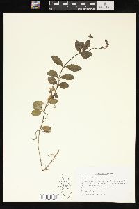 Veronica officinalis image