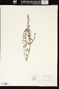 Veronica peregrina var. peregrina image