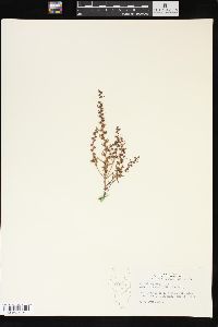 Veronica peregrina subsp. xalapensis image