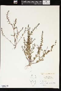 Veronica peregrina subsp. xalapensis image