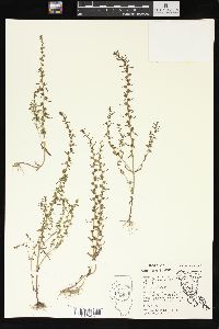 Veronica peregrina subsp. xalapensis image