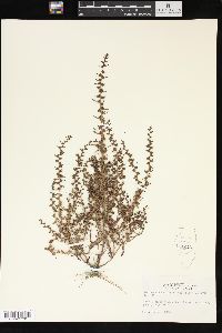 Veronica peregrina subsp. xalapensis image