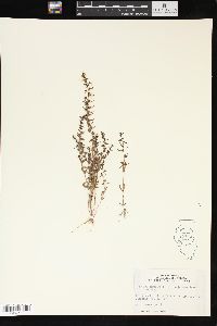 Veronica peregrina subsp. xalapensis image