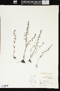 Veronica peregrina subsp. xalapensis image