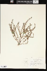 Veronica peregrina subsp. xalapensis image