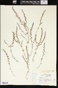 Veronica peregrina subsp. xalapensis image