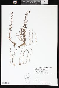 Veronica peregrina subsp. xalapensis image