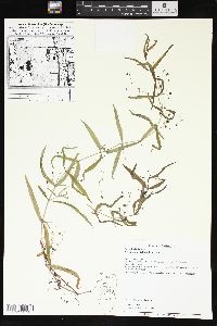Veronica scutellata image