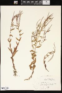 Epilobium anagallidifolium image