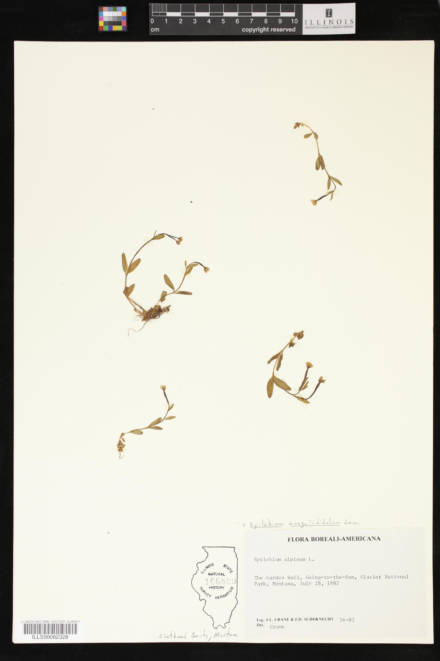 Epilobium anagallidifolium image
