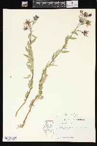 Chamerion latifolium image