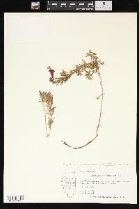 Epilobium canum subsp. angustifolium image