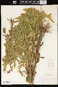 Epilobium hirsutum image