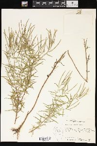 Epilobium leptophyllum image