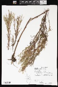 Epilobium leptophyllum image