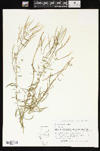 Epilobium leptophyllum image