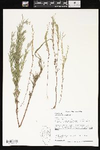 Epilobium leptophyllum image